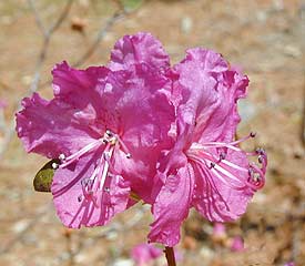 R. 'mucronulatum'